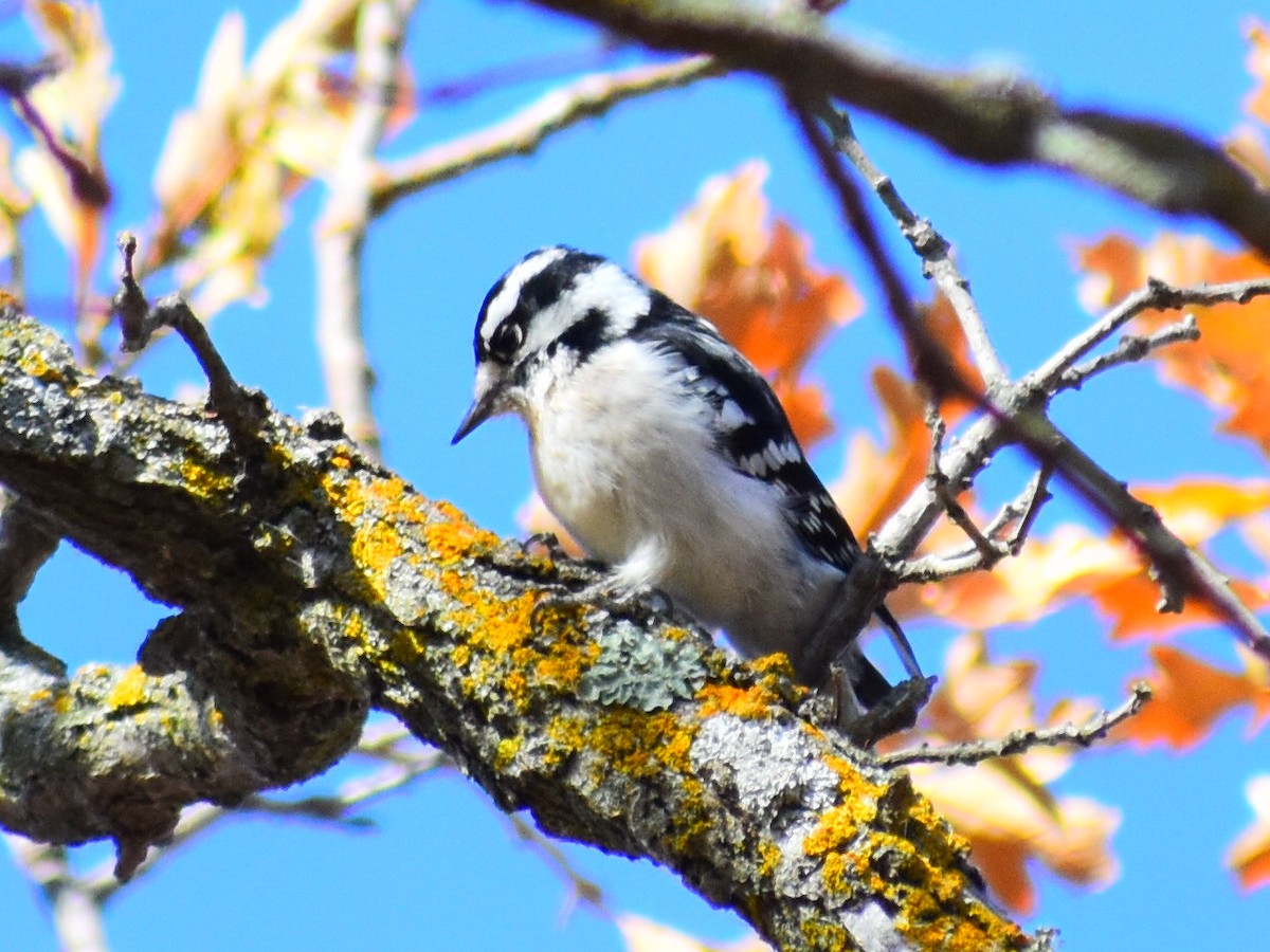 Downy Woodpecker (Eastern) - ML646902660