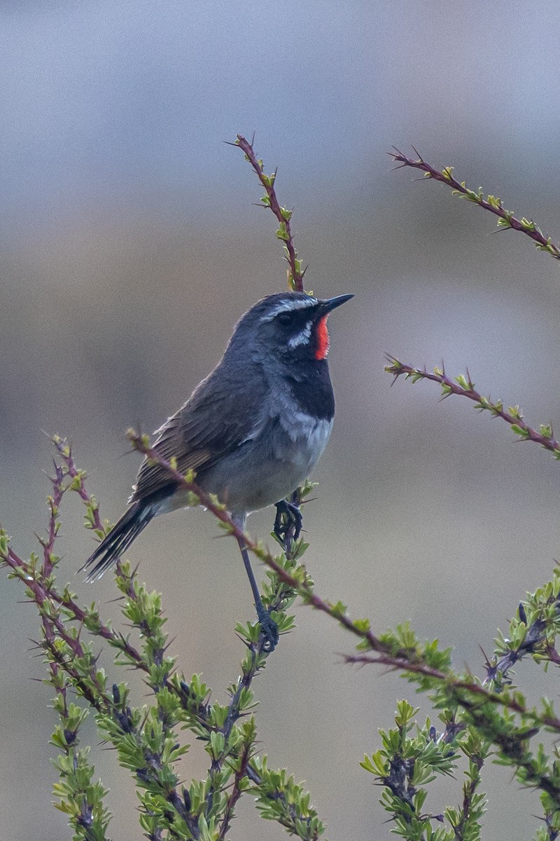 Chinese Rubythroat - ML646902661