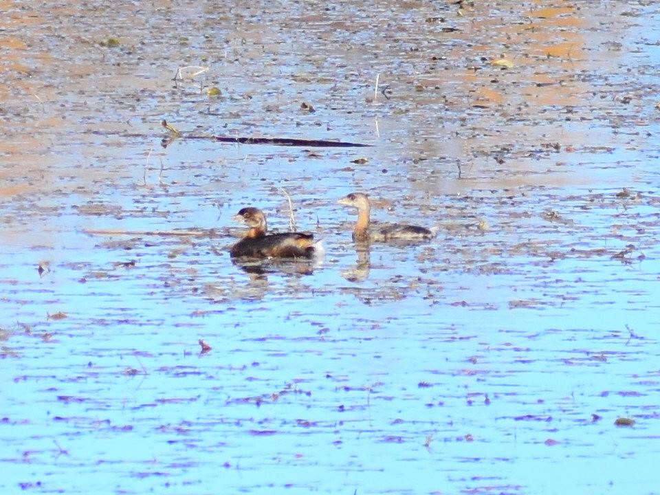 טבלן עקוד-מקור - ML646902663