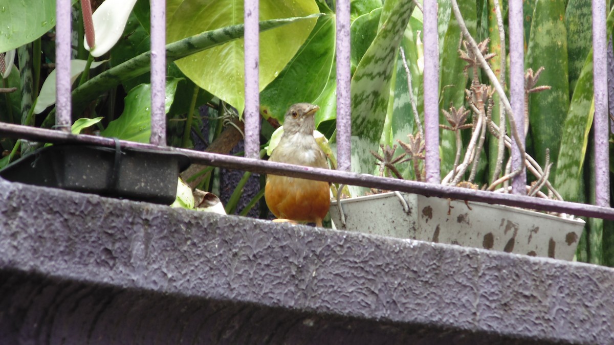 drozd rezavobřichý - ML646902664