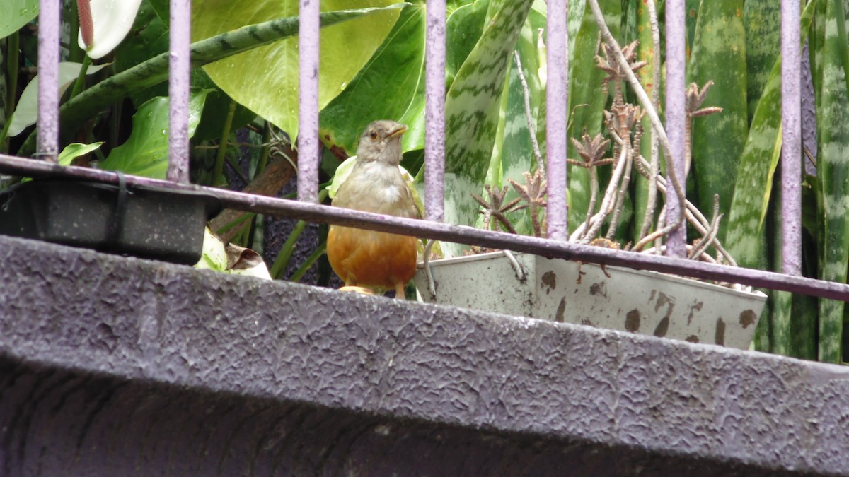 drozd rezavobřichý - ML646902665