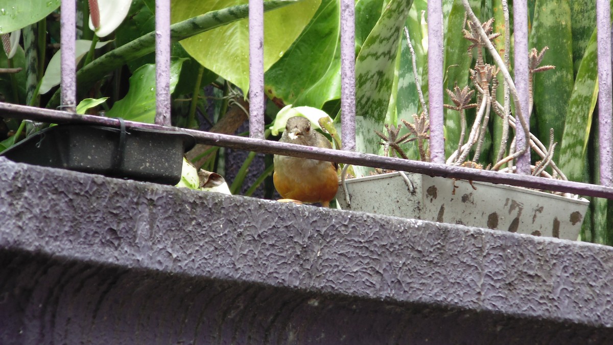 drozd rezavobřichý - ML646902666