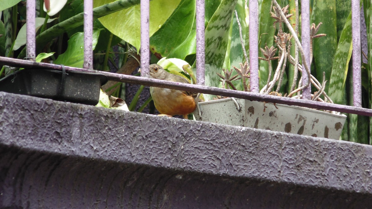 drozd rezavobřichý - ML646902667