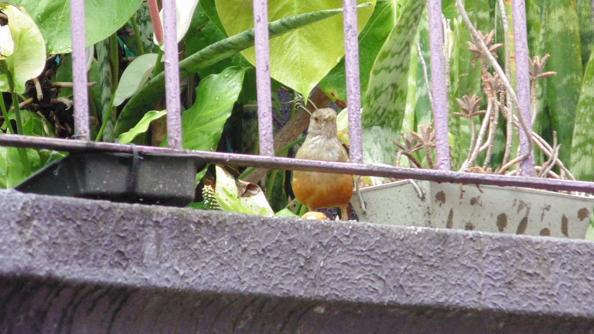 drozd rezavobřichý - ML646902668