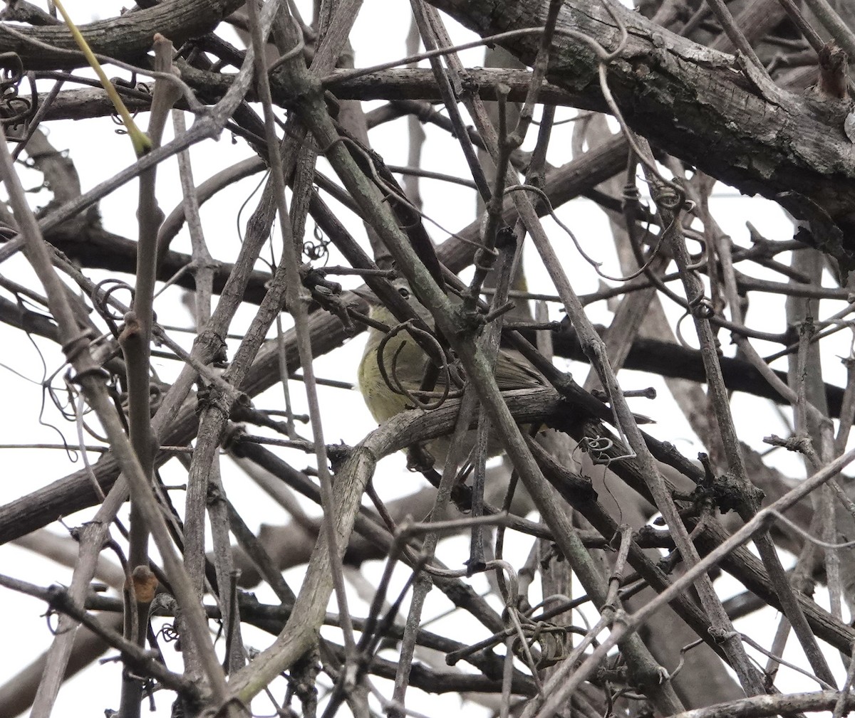 Червоїд оливковий - ML646902669