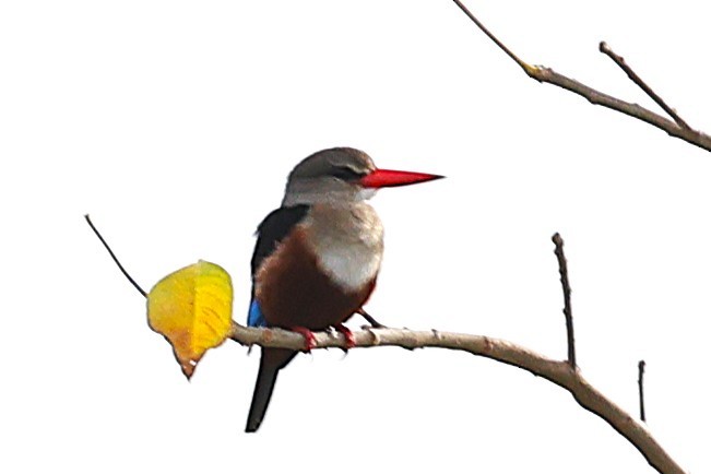 ledňáček šedohlavý - ML646902676