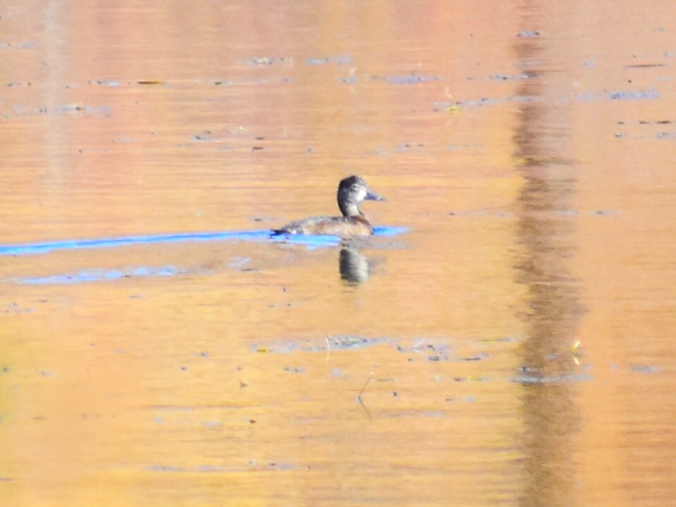 Ring-necked Duck - ML646902677