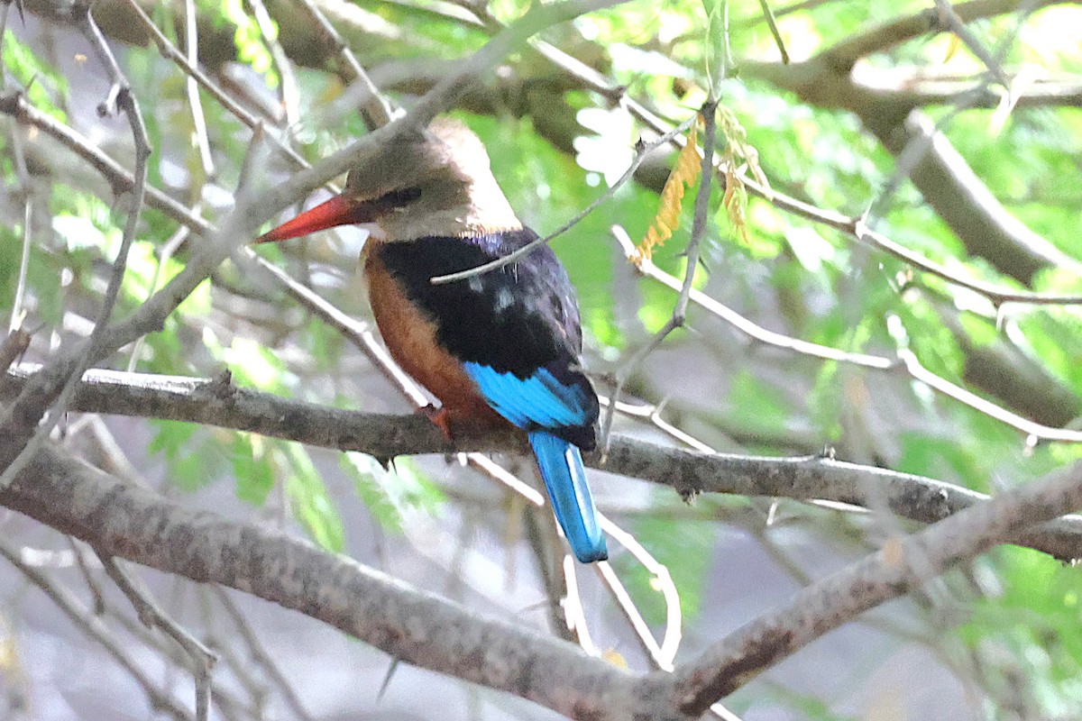 ledňáček šedohlavý - ML646902678