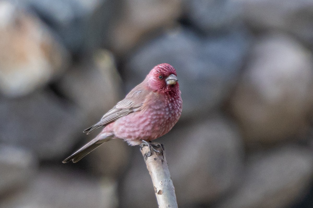 Улаан бужмар - ML646902680