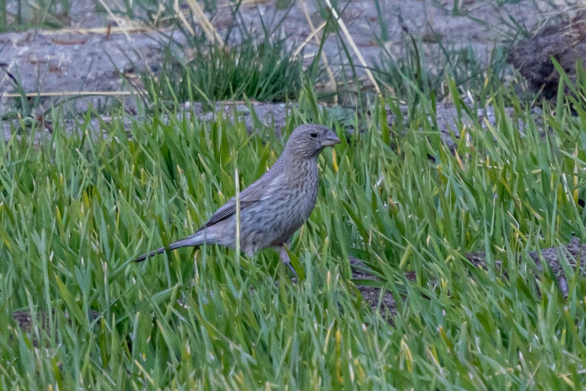 Улаан бужмар - ML646902681