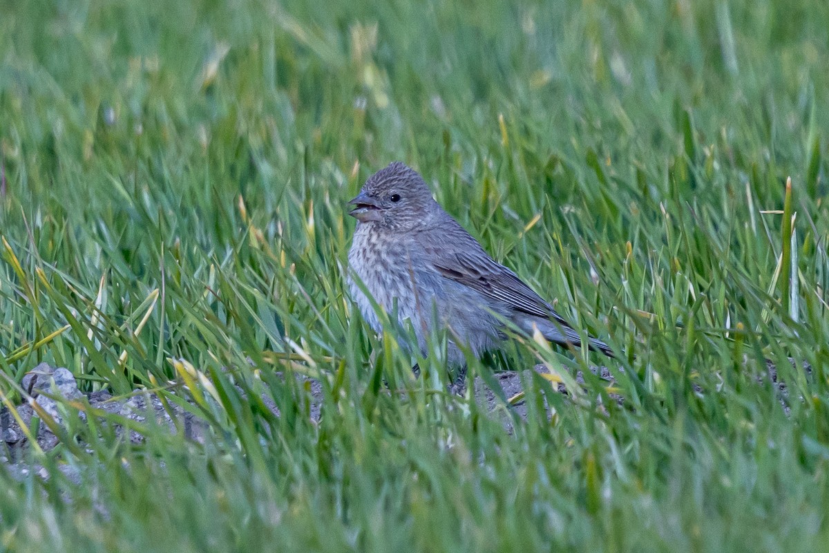 Улаан бужмар - ML646902682