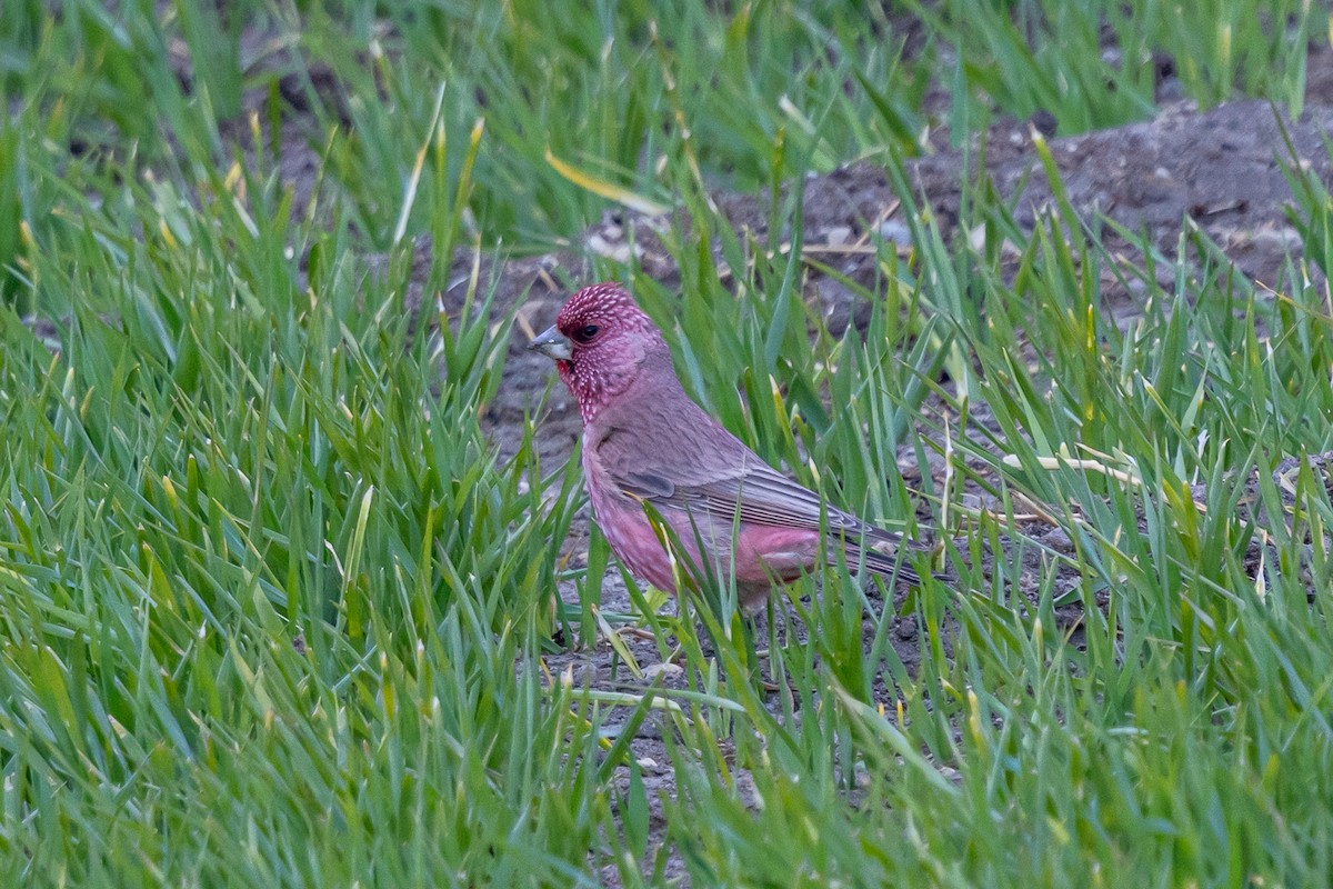 Улаан бужмар - ML646902683