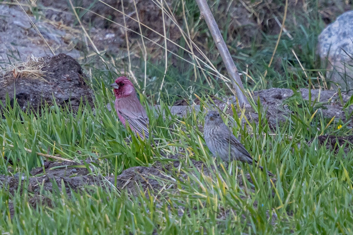 Улаан бужмар - ML646902684