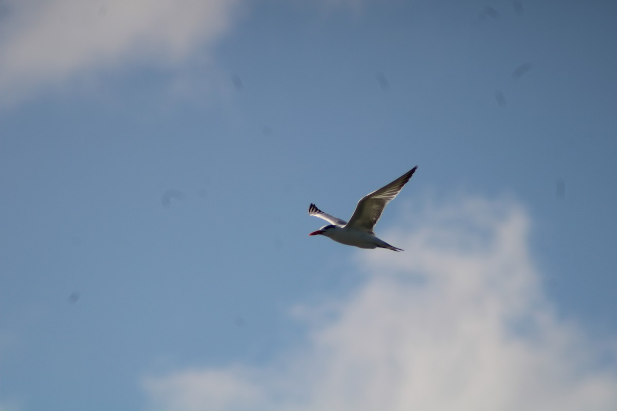 Royal Tern - ML646902688