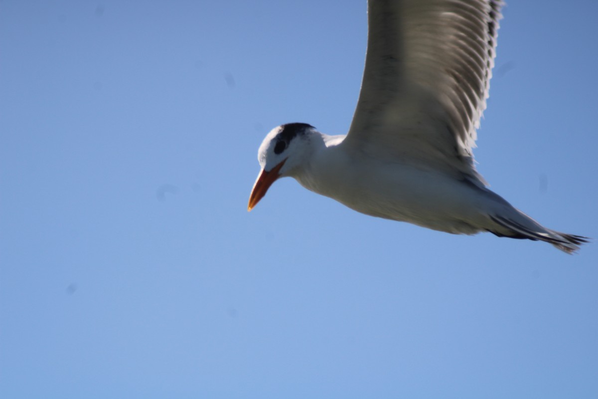 Royal Tern - ML646902689