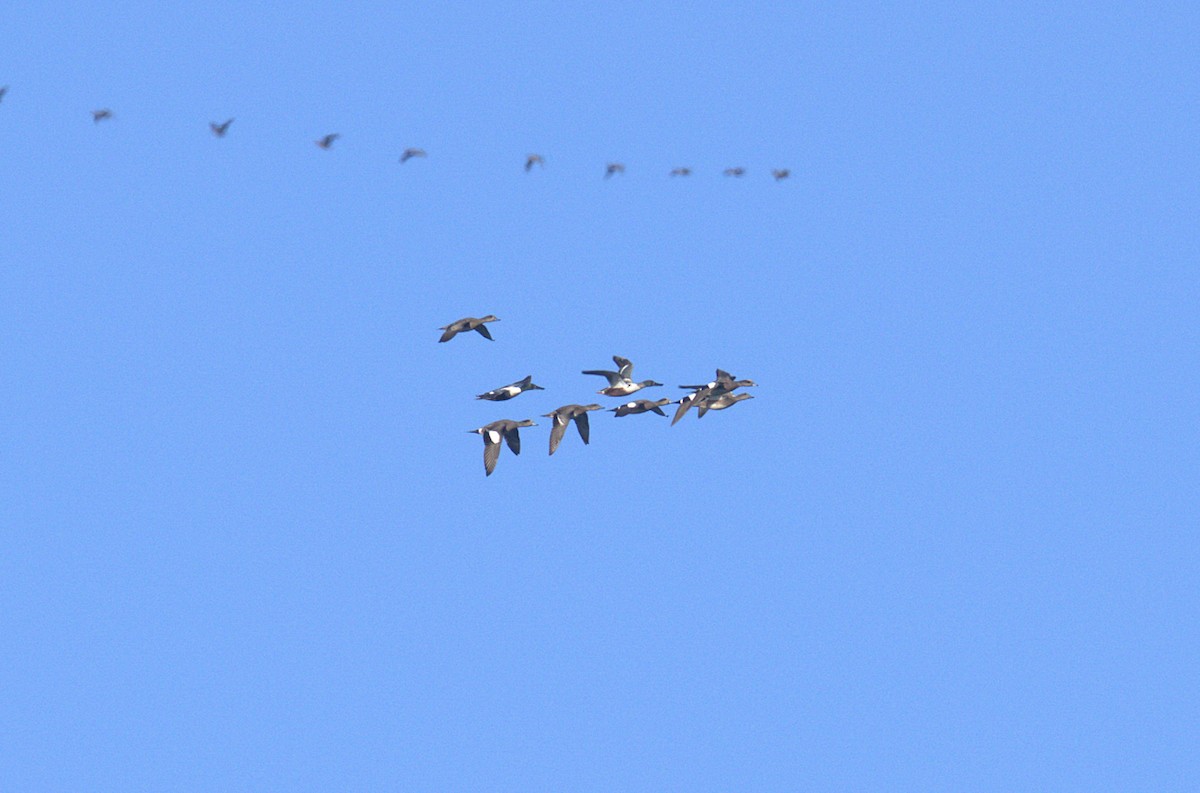 lžičák pestrý - ML646902691