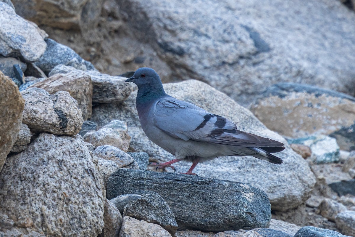 Хадны тагтаа - ML646902692