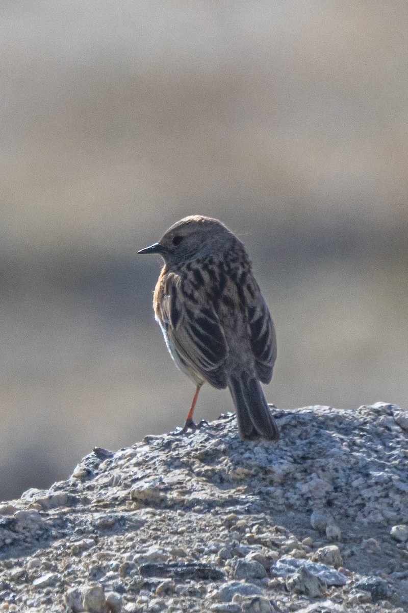 Robin Accentor - ML646902694