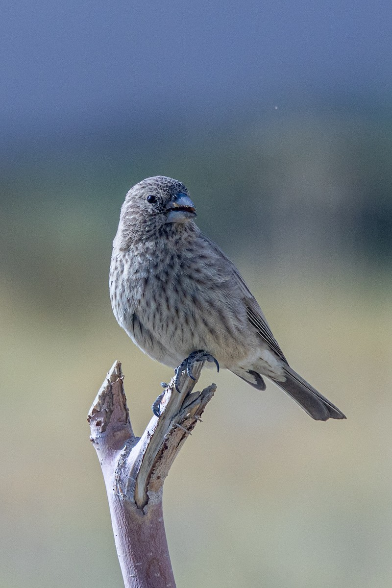 Улаан бужмар - ML646902698