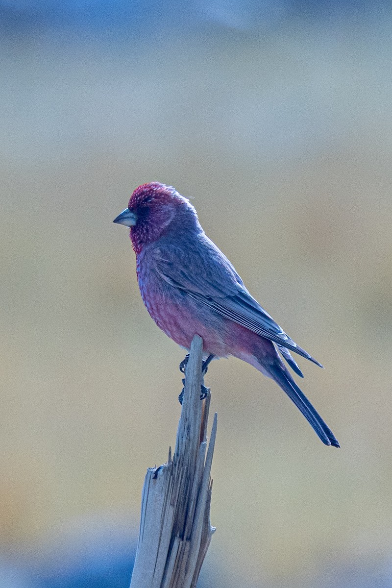 Улаан бужмар - ML646902699