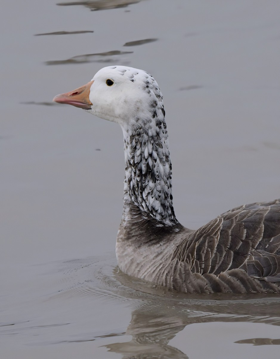 Hybride Oie cendrée x Bernache du Canada - ML646902702