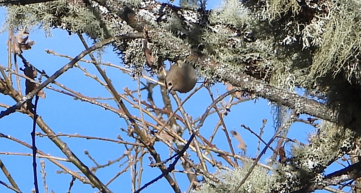 Шар мэлзэн задуулай - ML646902704