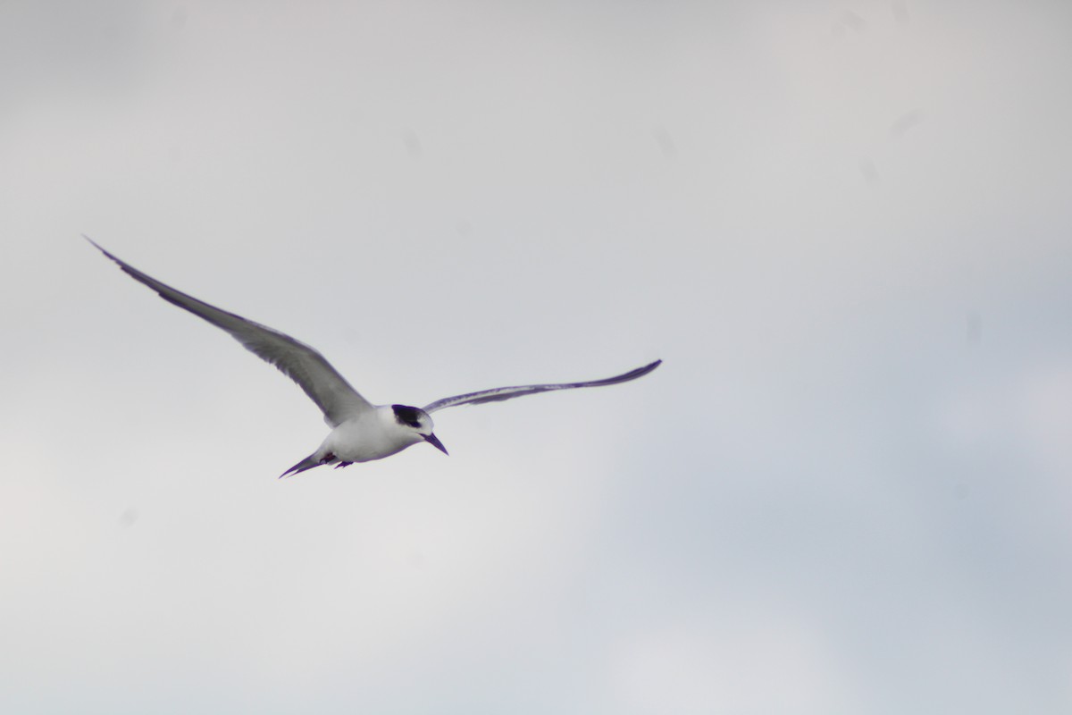 Эгэл хараалай - ML646902707