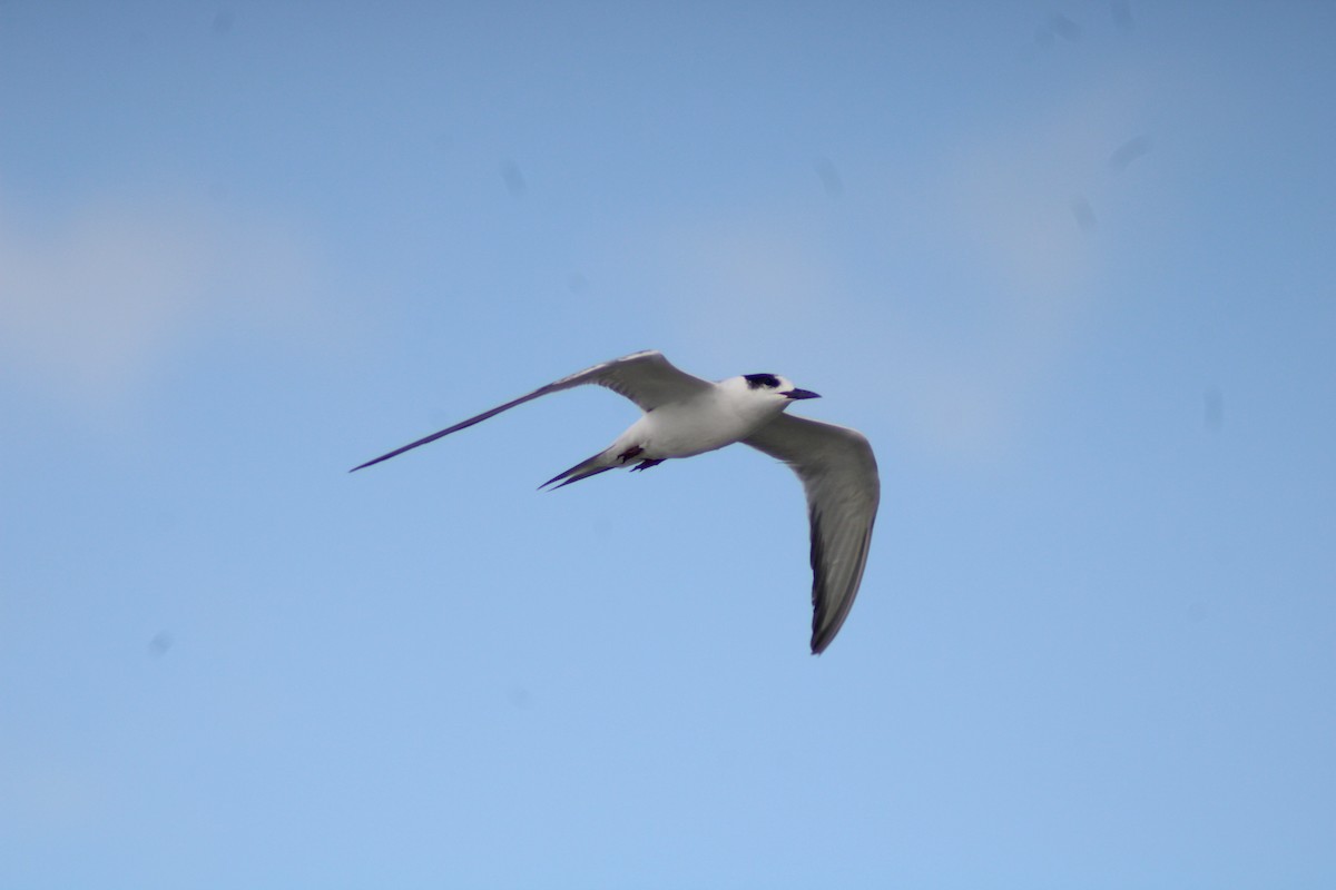 Эгэл хараалай - ML646902708