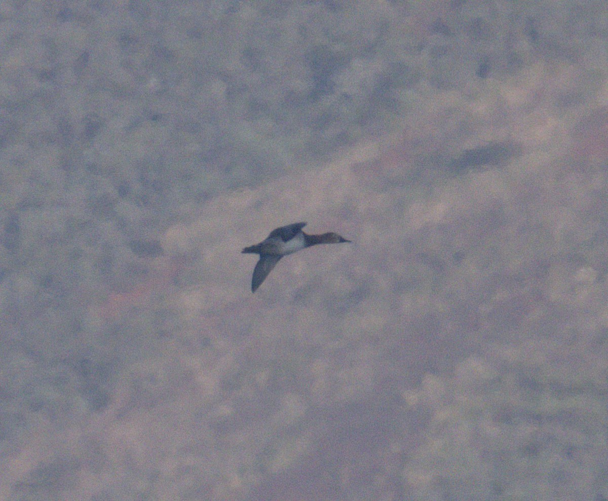 polák dlouhozobý - ML646902709