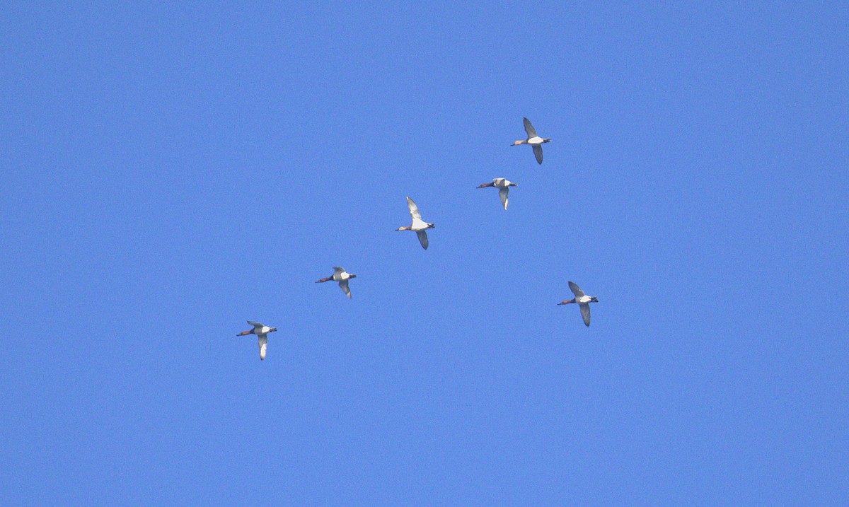 polák dlouhozobý - ML646902711