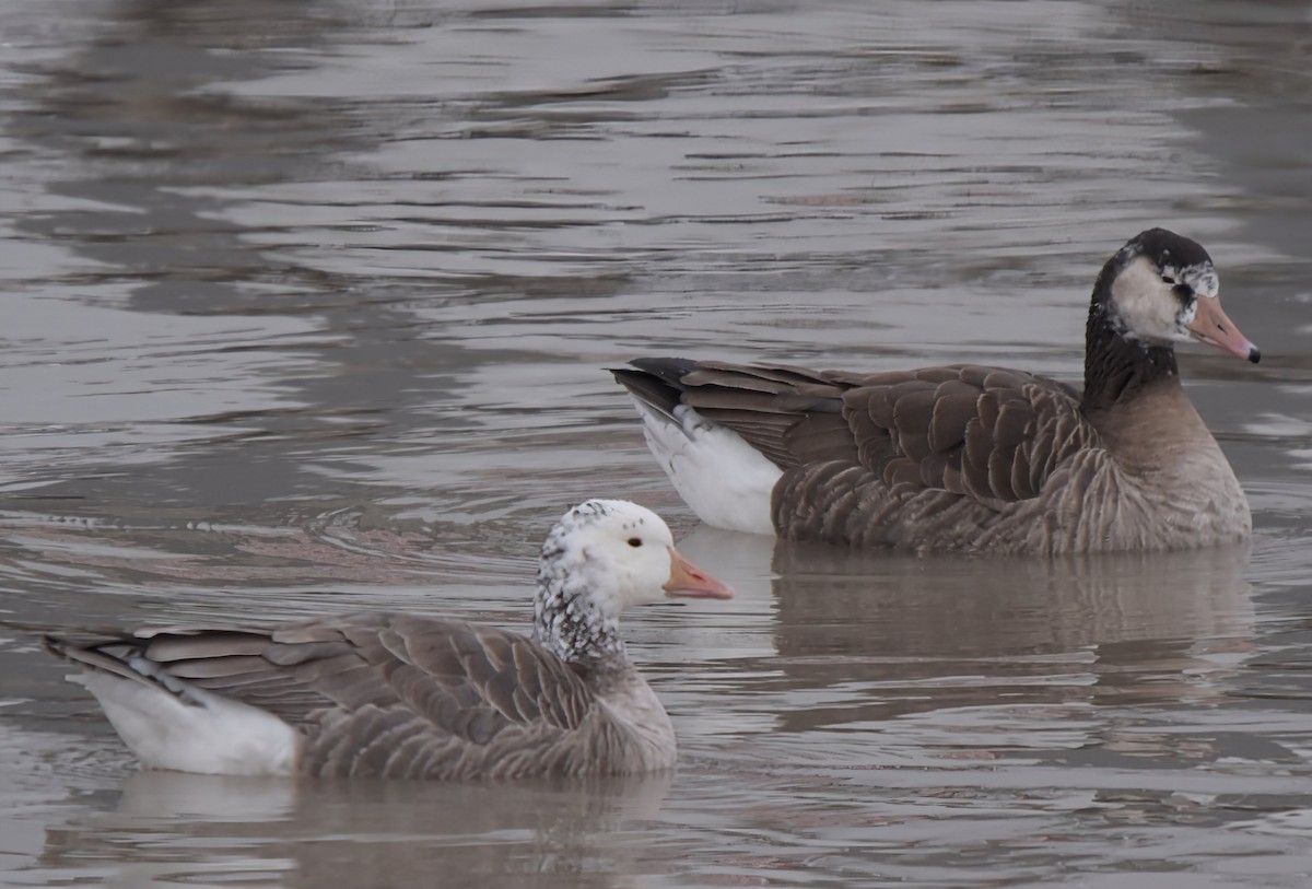 Hybride Oie cendrée x Bernache du Canada - ML646902716