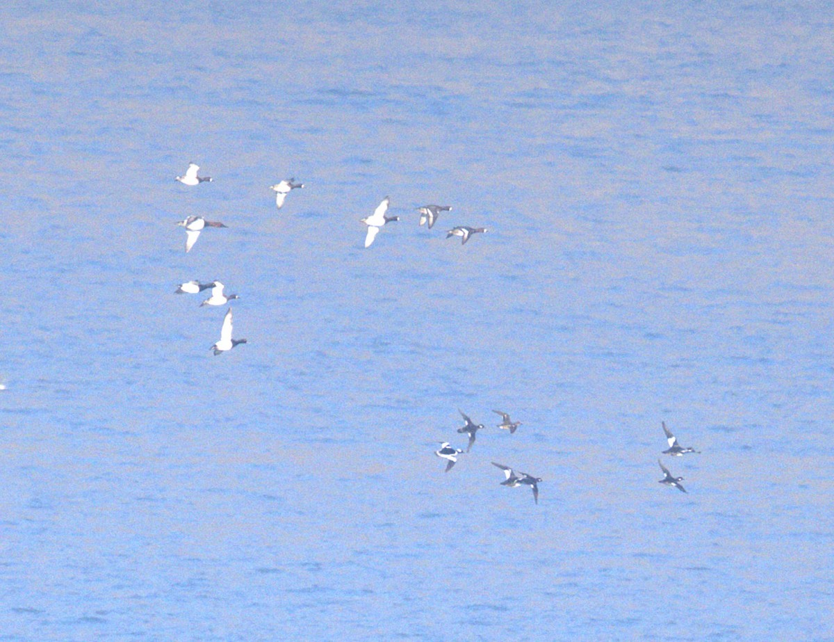 hohol bělavý - ML646902719