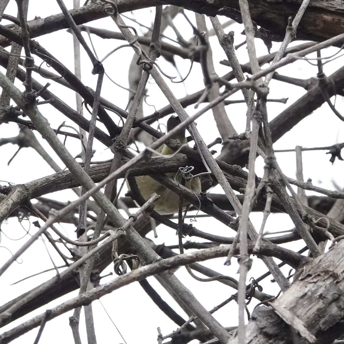 Червоїд оливковий - ML646902722