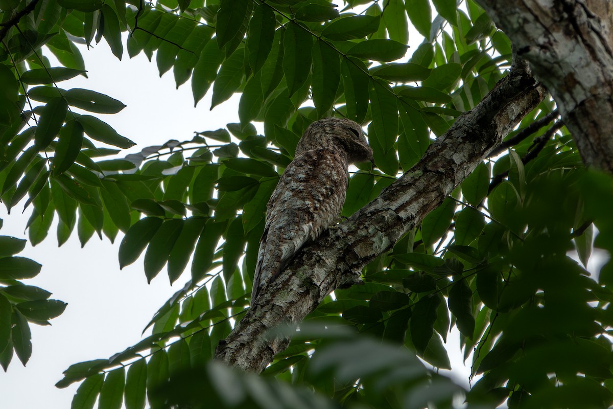 Great Potoo - ML646902733