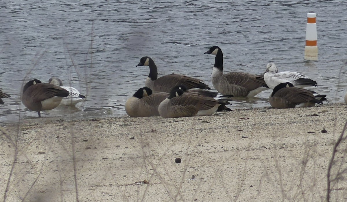 Elur-antzara - ML646902738