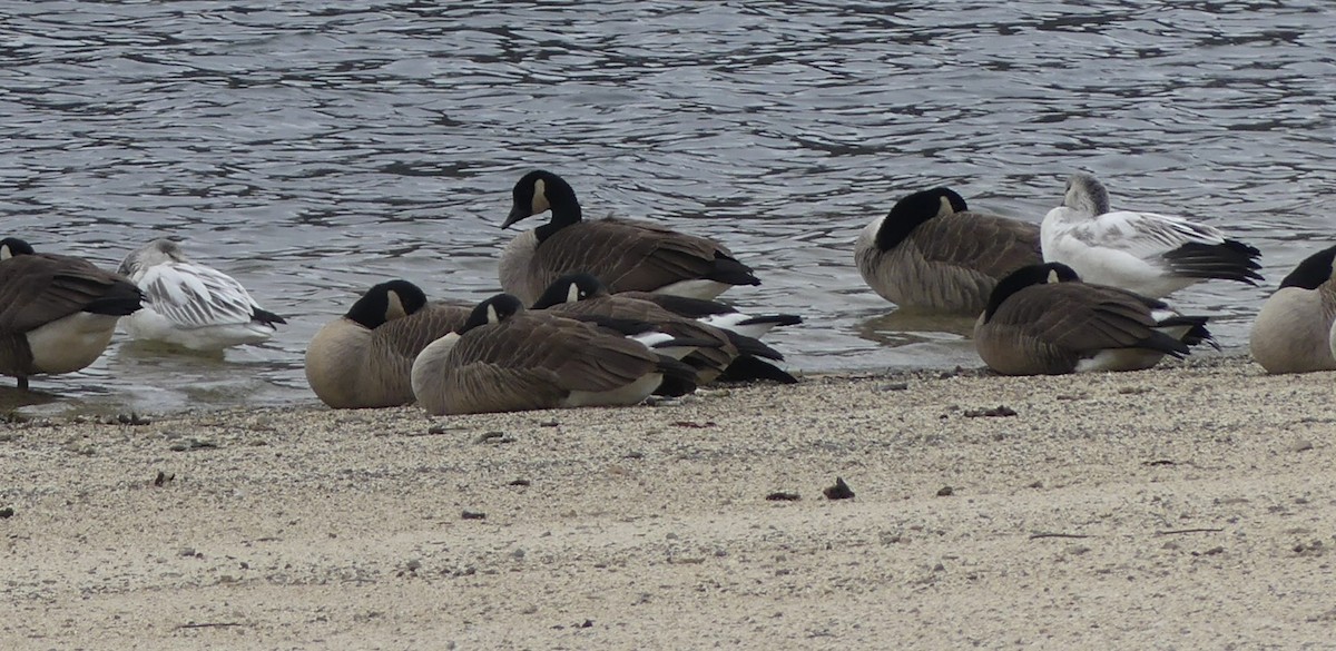 Elur-antzara - ML646902739