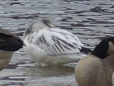 Elur-antzara - ML646902740