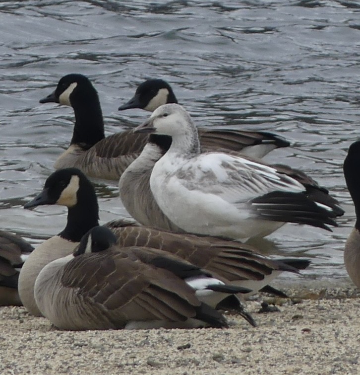 Elur-antzara - ML646902741