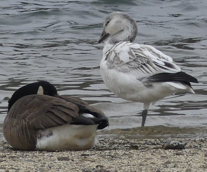 Elur-antzara - ML646902742