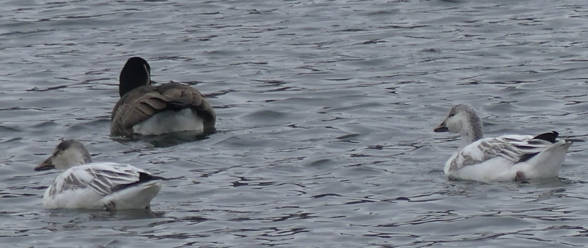 Elur-antzara - ML646902743