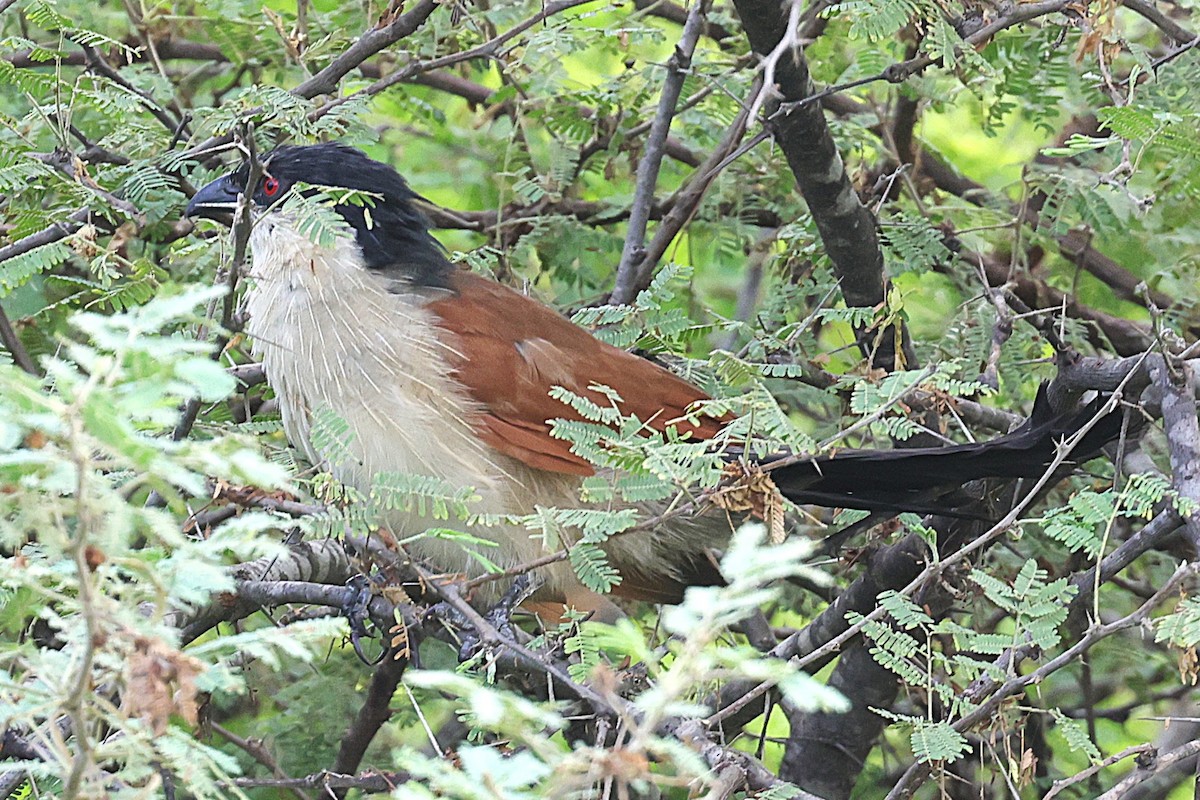 Senegal Coucal - ML646902746