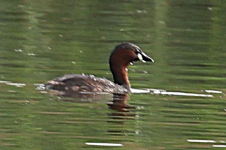 Little Grebe - ML646902748