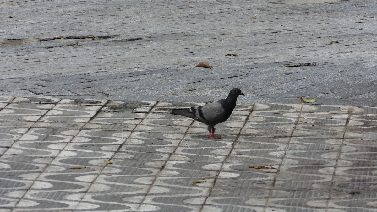 holub skalní (domácí) - ML646902749