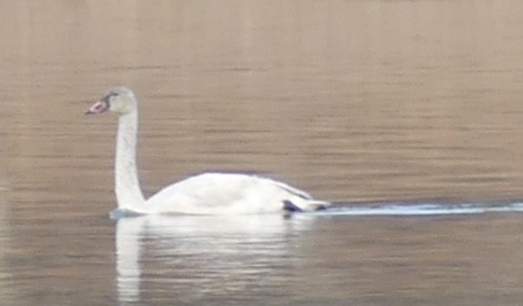 Cigno minore - ML646902765