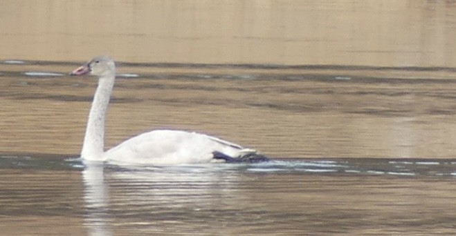 Cigno minore - ML646902766