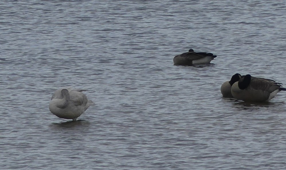 Cigno minore - ML646902767