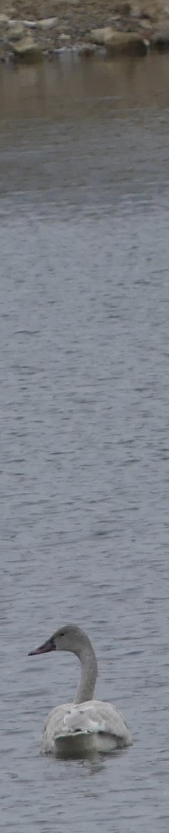 Cigno minore - ML646902768