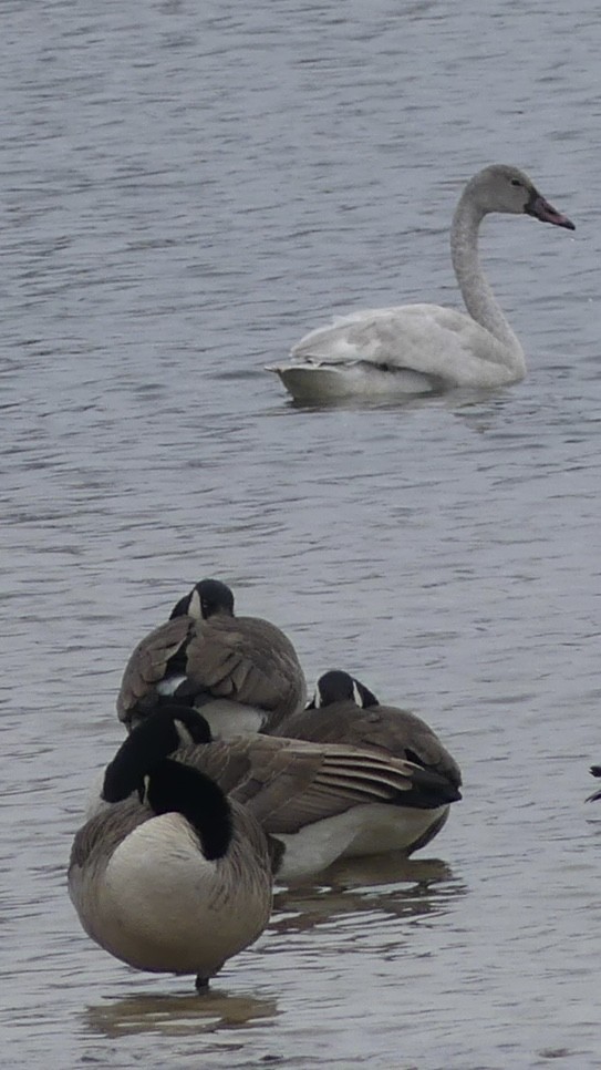 Cigno minore - ML646902769