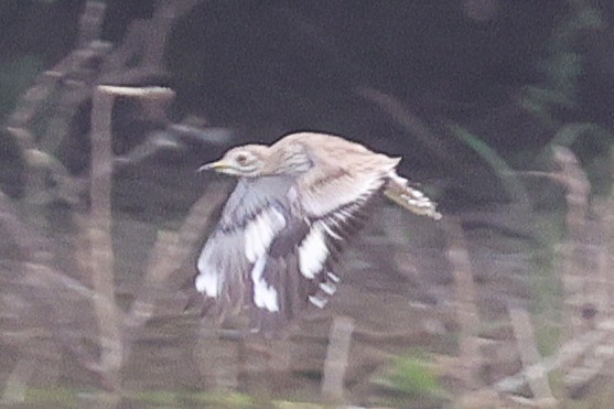 Лежень річковий - ML646902772