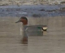 Alzavola - ML646902780